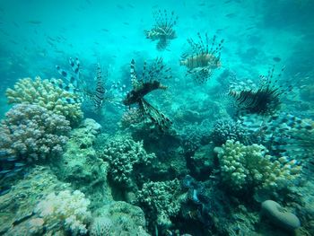 School of fish swimming in sea