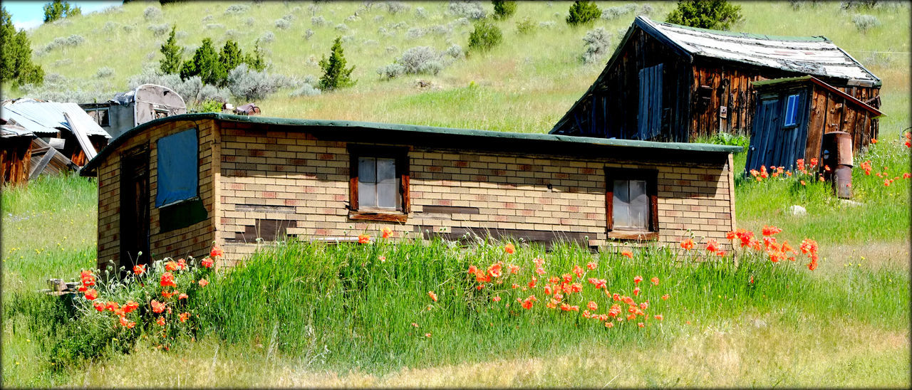 Poppies in bloom