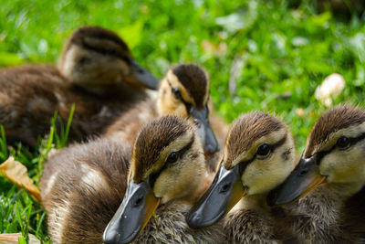 Group of ducklings on the ground