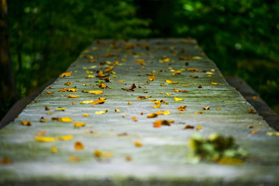 Surface level of yellow leaf on rusty metal