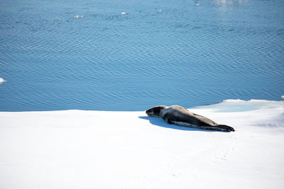 Seal by sea on snow