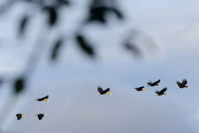 Low angle view of birds flying