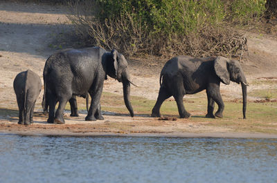 Elephants drinking water