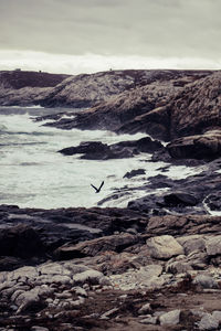 View of bird on rock in sea against sky