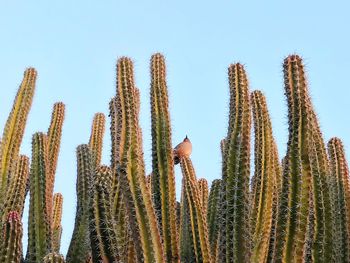 Low angle view of cactus against clear blue sky