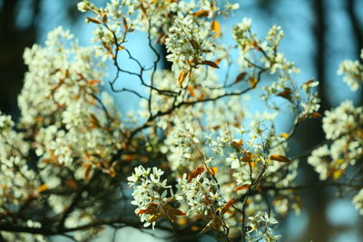 Low angle view of cherry blossoms in spring