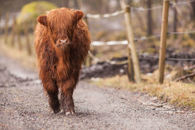 Close-up of cow