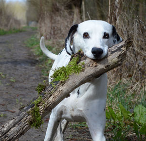 Portrait of dalmatian carrying branch on mouth at footpath