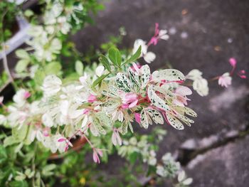 Close-up of pink cherry blossom