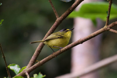 Close-up of bird perching on tree