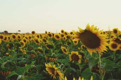 Close-up of yellow flowering plants on field against sky