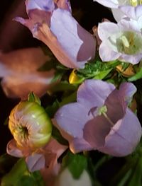 Close-up of pink flowers blooming outdoors