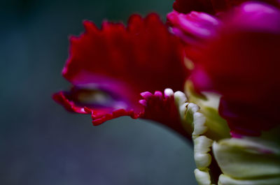 Close-up of pink rose flower