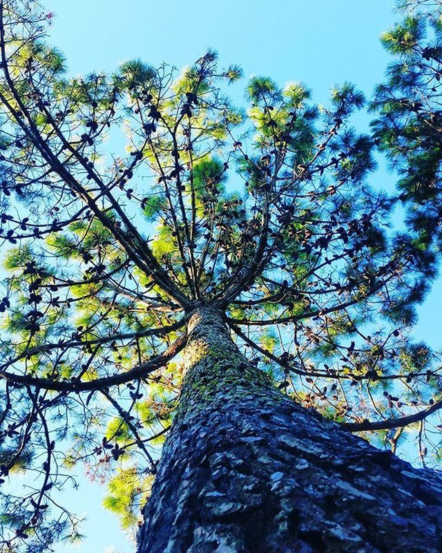 tree, low angle view, branch, tree trunk, growth, nature, sky, tranquility, clear sky, beauty in nature, day, outdoors, scenics, no people, sunlight, tranquil scene, forest, green color, blue, directly below