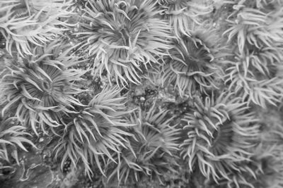 Full frame shot of plants