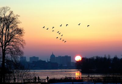 Birds flying over city against orange sky