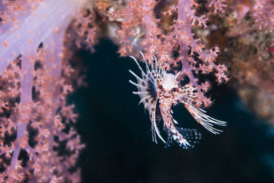 Close-up of jellyfish swimming in sea
