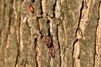 Close-up of insects on tree trunk