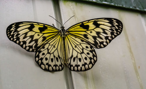 Close-up of butterfly on white flower