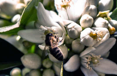 Close-up of bee pollinating flower