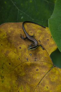 High angle view of insect on leaves