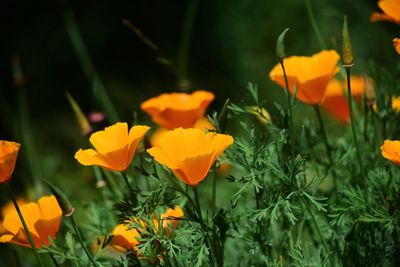 Close-up of yellow crocus blooming on field