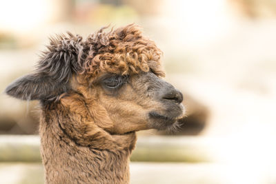 A side portrait of a suri alpaca with crinkled coat hair. copy space. alpaca lama head side portrait