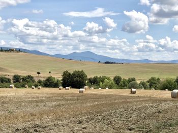 Scenic view of agricultural field against sky