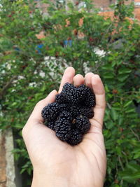 Close-up of hand holding fruit