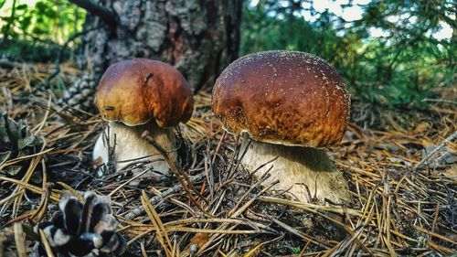 Close-up of mushrooms