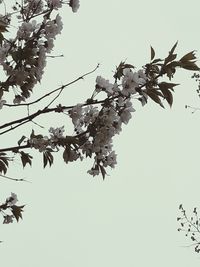 Low angle view of tree branch against clear sky