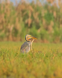 Bird perching on field