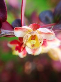 Close-up of flower blooming