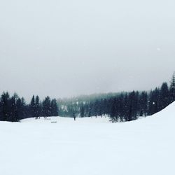 Trees on snow covered landscape against sky