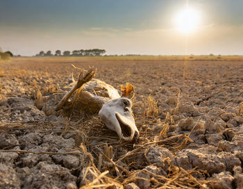 A barren landscape where crops once thrived. the consequences of prolonged drought on agriculture.