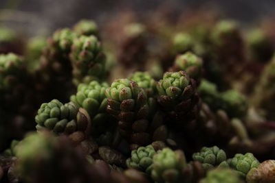 Full frame shot of fresh green leaves