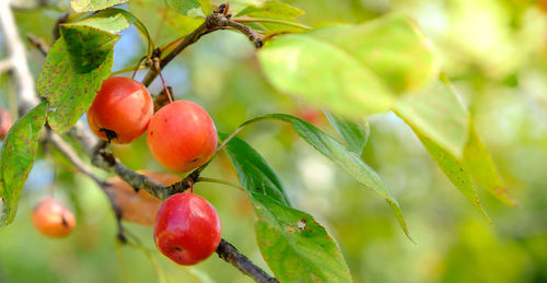Close-up of cherries on tree