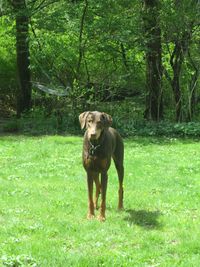 Dog standing on field