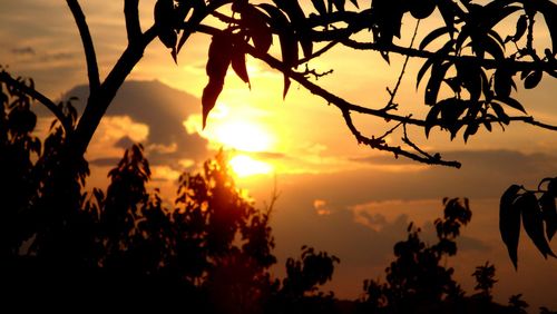 Silhouette trees against sky during sunset