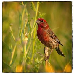 Close-up of bird perching on leaf