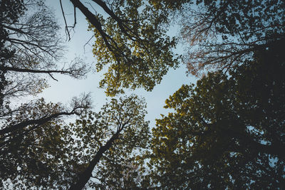 Low angle view of trees against sky