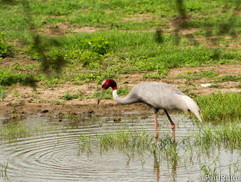 Duck on lake by plants