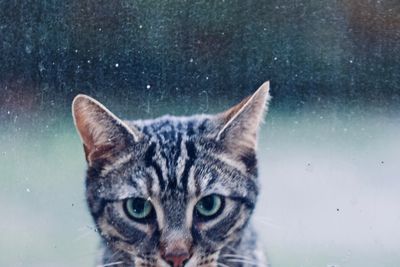 Close-up portrait of cat on snow