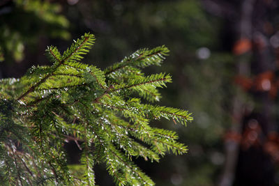 Close-up of wet pine tree