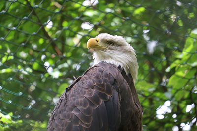 Low angle view of eagle perching on tree