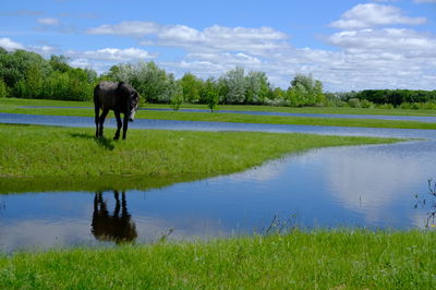 Horse standing in a lake