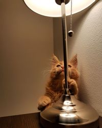 Close-up of cat on table