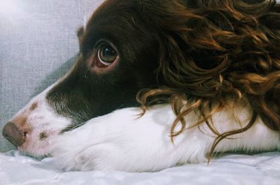 Close-up of dog lying on bed