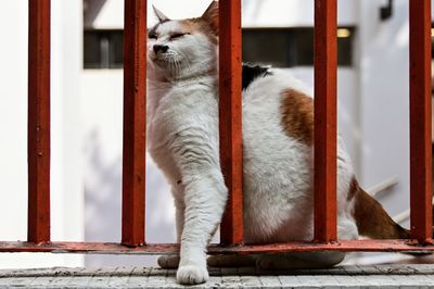 Close-up of a cat looking away