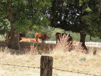 View of horses on field